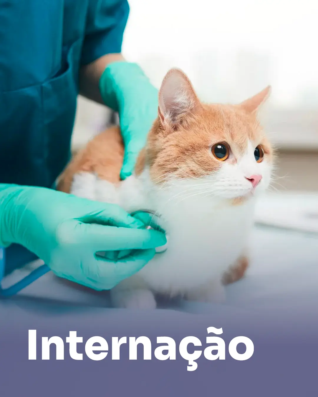 internação