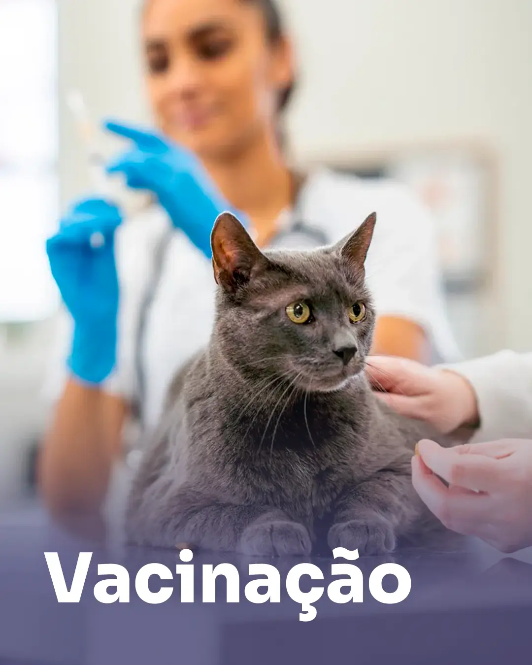 vacinação